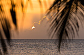 Sonnenuntergangsstimmung, Kokospalmen am Strand, Cocos nucifera, Tobago, West Indies, Karibik