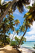 Coconut trees on the beach, Cocos nucifera, Tobago, West Indies, Caribbean