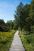 Hikers on boardwalk through Black Moor (Schwarzes Moor) wetland