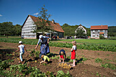 Potato harvest during Museumsfest celebration at Fränkisches Freiluftmuseum Fladungen open air museum