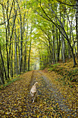 Golden Retriever dog Moana walks along path though beech trees with autumn foliage