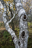 Birch tree in forest at Red Moor (Rotes Moor) wetland in misty fog
