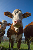 Here's looking at you: Cows on pasture