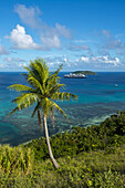 coconut palms on Dravuni Island, Fiji, with the MS Oosterdam in the background