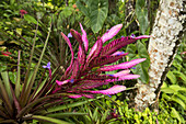 flowering bromeliad  at The Summit, a tropical garden near Port Vila