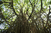 Gigantischer Banyan-Baum auf der insel Tanna