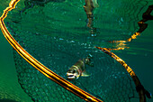 Netting a Golden trout at a secret eastern sierra lake