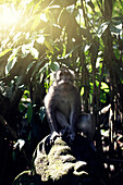 Indonesia, Bali, Ubud, Monkey forest temple, monkey sit in forest. Ubud Bali Indonesia