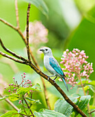 Blue-Gray Tanager (Thraupis episcopus), Costa Rica