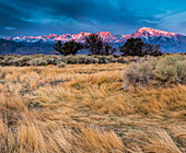 Flowing grasses with sunrise on Mount Tom and Basin Mountain from the high desert near the Owens river and Sierra Nevada, Bishop, California