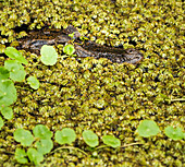 Caiman (Caiman crocodilus) hiding in plants waiting for prey, Tortuguero Costa Rica
