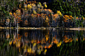 Fall colors in Acadia National Park, Maine.