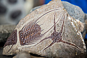 Trilobita, fossilize, found neari Rissani, Sahara Desert, Morocco