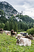 Schloss Neuschwanstein, Hohenschwangau, bei Füssen, Allgäu, Bayern, Deutschland