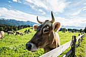 cows, near Füssen, Bavaria, Germany