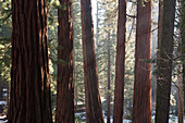 Redwood forest, Sequoia and Kings Canyon National Parks, California, USA