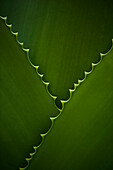 Leaves with serrated edges, full frame