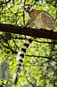 Ring-tailed lemur sitting on tree branch