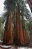 Giant redwood trees, Sequoia and Kings Canyon National Parks, California, USA