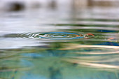 Concentric ripples on surface of water