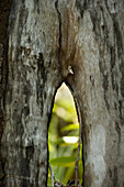 Close-up of mangrove trunk