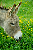 Donkey grazing in pasture, close-up