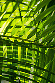 Sunlight shining through tropical foliage, full frame