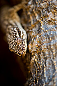 Lizard on tree, close-up