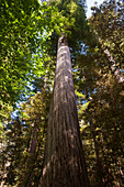 Giant trees, Redwood National Park, California, USA