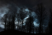 Forest silhouette at night in front of illuminated fog banks, Oberstdorf, Allgaeu, Germany