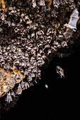 Bat colony in front of the cave entrance, near Padangbay, Bali, Indonesia