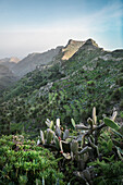Kakteen vor bergigem Hinterland im Nationalpark Parque Nacional de Garajonay, La Gomera, Kanarische Inseln, Kanaren, Spanien