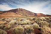 Blick zum Pico del Teide mit Kraterrand, Teide, Vulkan, Nationalpark, Teneriffa, Kanarische Inseln, Kanaren, Spanien