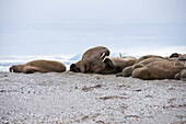Walruses on the shore of the island of Nordaustlandet, Svalbard, Norway