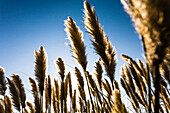 Gelbes Schilf im Gegenlicht der Sonne als Kontrast zum blauen Himmel, Kitty Hawk, Outer Banks, North Carolina, USA