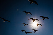 Eine Gruppe von fliegenden Möwen im Gegenlicht der Sonne, Nags Head, Outer Banks, North Carolina, USA