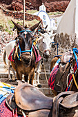 Donkey in the harbour of Amoudi Bay which carry the tourists the steep stone steps uphill to the village, Oia, Santorin, Cyclades, Greece