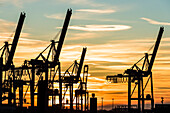 Container cranes in the sunset at the container terminal Burchardkai in the Hamburg harbour, Ottensen, Altona, Hamburg, Germany