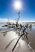 Reste eines Baumes und Strauches im Golf von Mexiko  bei Sonnenschein und blauem Himmel, Ft.Myers Beach, Florida, USA
