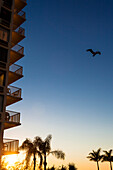 Ein Pelikan fliegt an einem typischen Wohnhochhaus am Strand vom Golf von Mexiko bei Sonnenuntergang vorbei, Ft.Myers Beach, Florida, USA