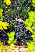 Ein Löffelreiher in den Mangroven in einem Nationalpark, Sanibel, Florida, USA