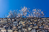Steinmauer mit Mandelblüte, Puntagorda, La Palma, Kanarische Inseln, Spanien