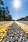 From palms lined asphalted street with yellow middle stripe against the sunlight from the worm's-eye view, Naples, Florida, USA