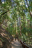 Some 400 acres along Austin Creek near Guerneville, California, are shaded with ancient coastal redwoods, a cool summer retreat and temperate rainforest made possible by frequent coastal fog.  These Sequoia sempervirens are thought to be the tallest livin