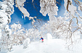 A male skier is riding in deep powder snow. The trees are covered with a white layer and the sky is blue. Fairy tale landscape.                                   Hokkaido, the north island of Japan, is geographically ideally located in the path of consist