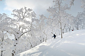 'A female skier in is skiing powder through a mountain landscape with snow covered trees near the ski resort of Rusutsu on Hokaido, Japan.     Hokkaido, the north island of Japan, is geographically ideally located in the path of consistent weather systems