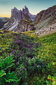 Seceda und dahinter die Geislergruppe am frühen Morgen, Dolomiten, Unesco Weltkulturerbe, Südtirol, Italien