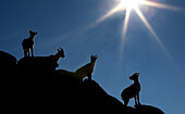 Herd of mountain goats in Sierra de Gredos