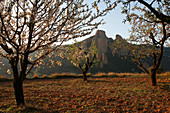 Vineyard in Cameros, La Rioja, Spain