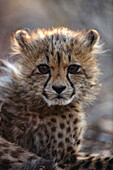 Cheetah (Acinonyx Jubatus), Etosha national Park, Namibia